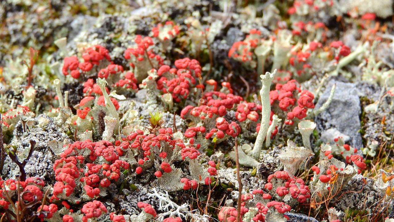 lichen land ground free photo