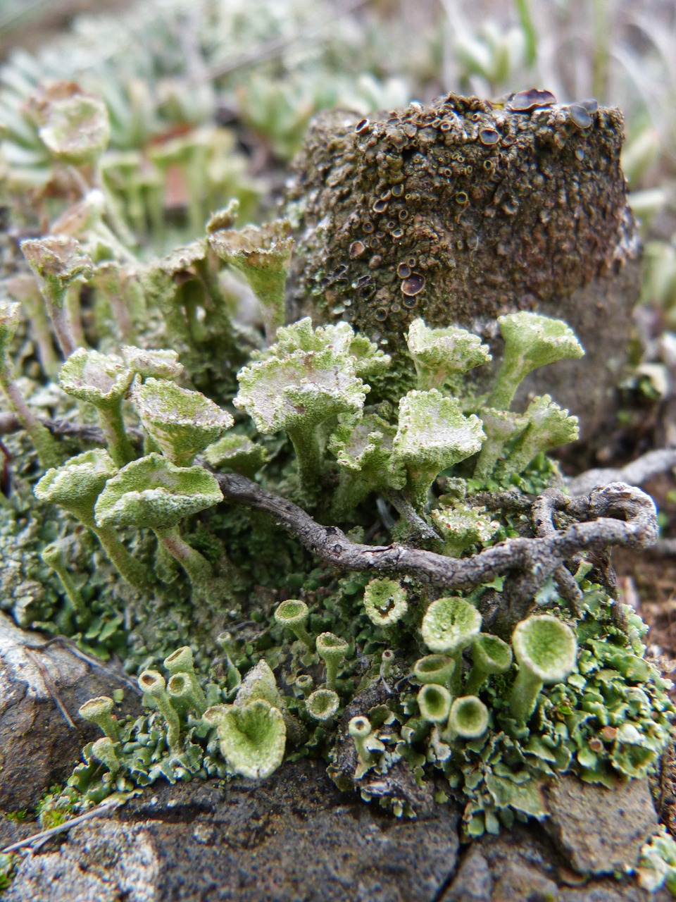 lichen rock forest free photo