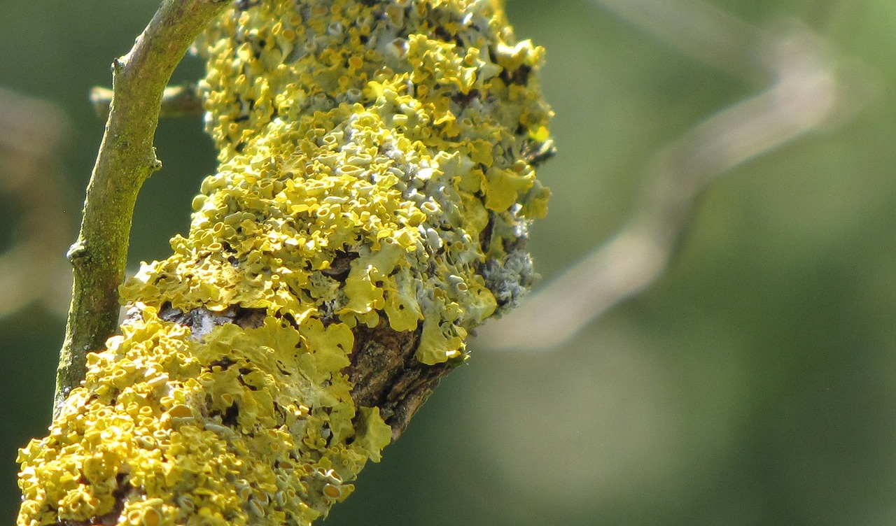 lichen yellow tree free photo