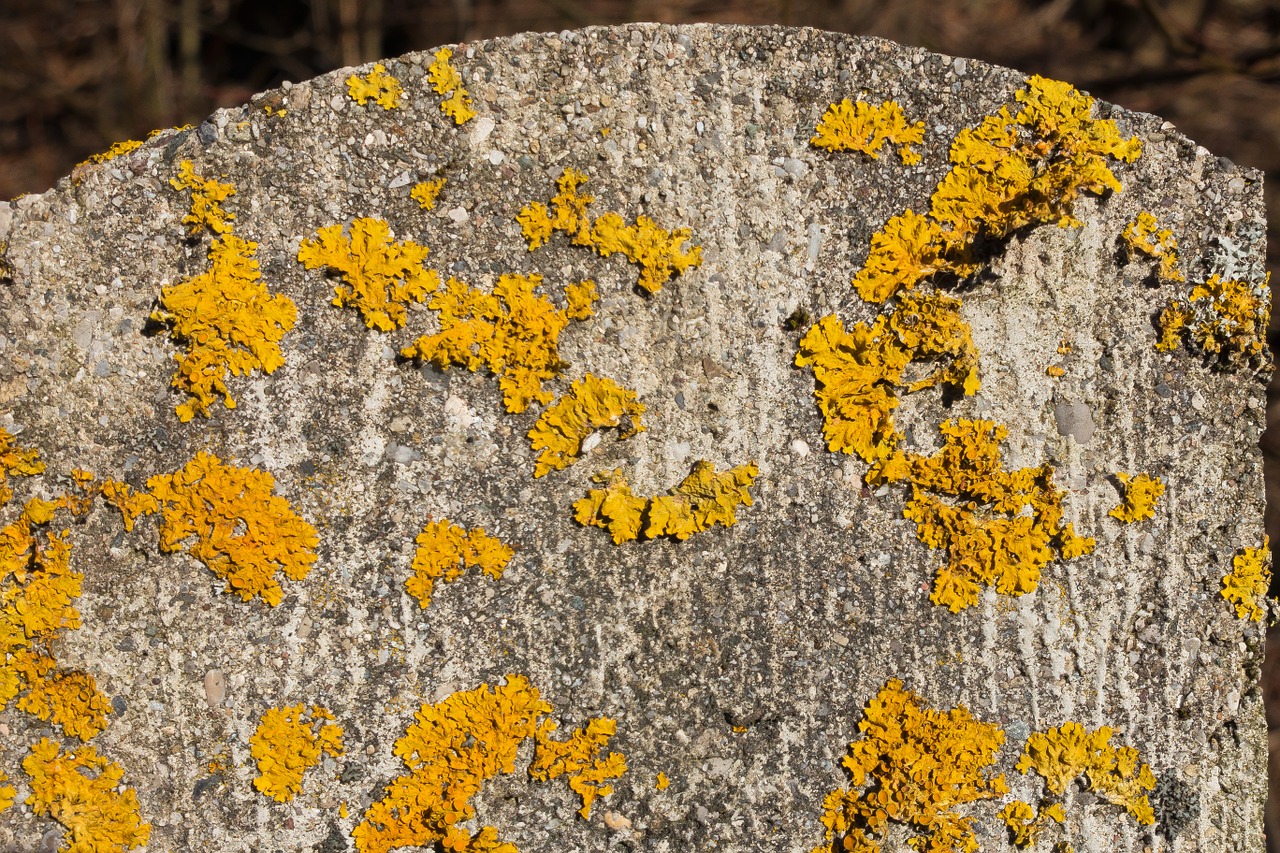 lichen stempen concrete free photo