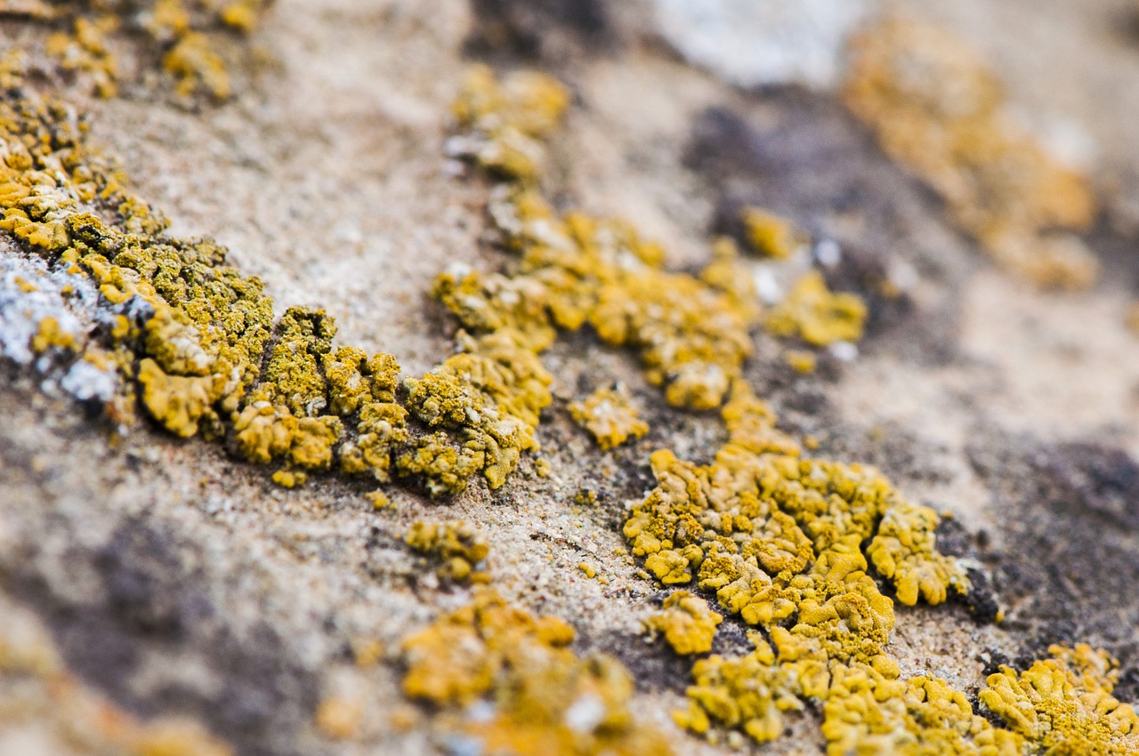 lichen life natural free photo