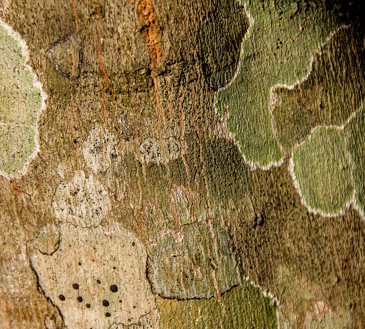 lichen pattern tree free photo