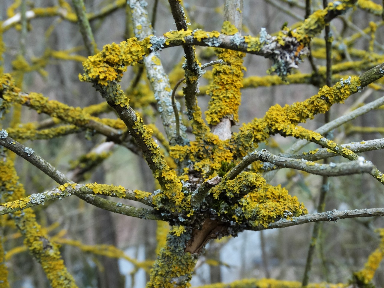 lichen aesthetic branch free photo