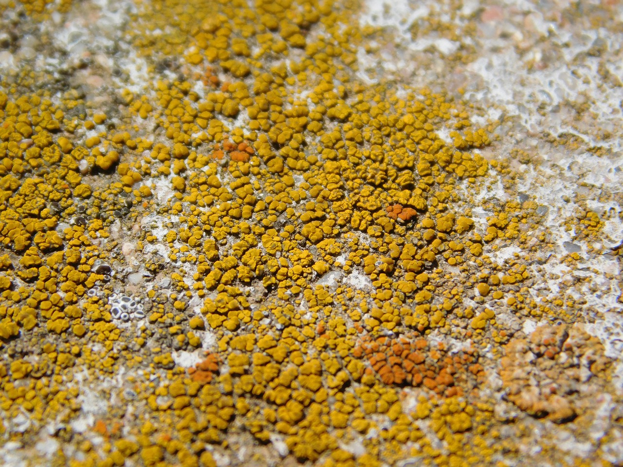 lichen stone nature free photo