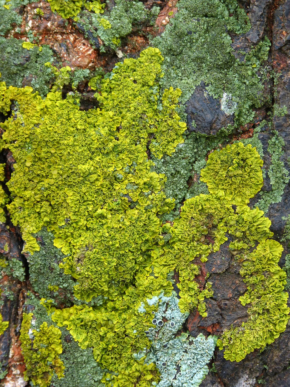 lichen lichens background free photo