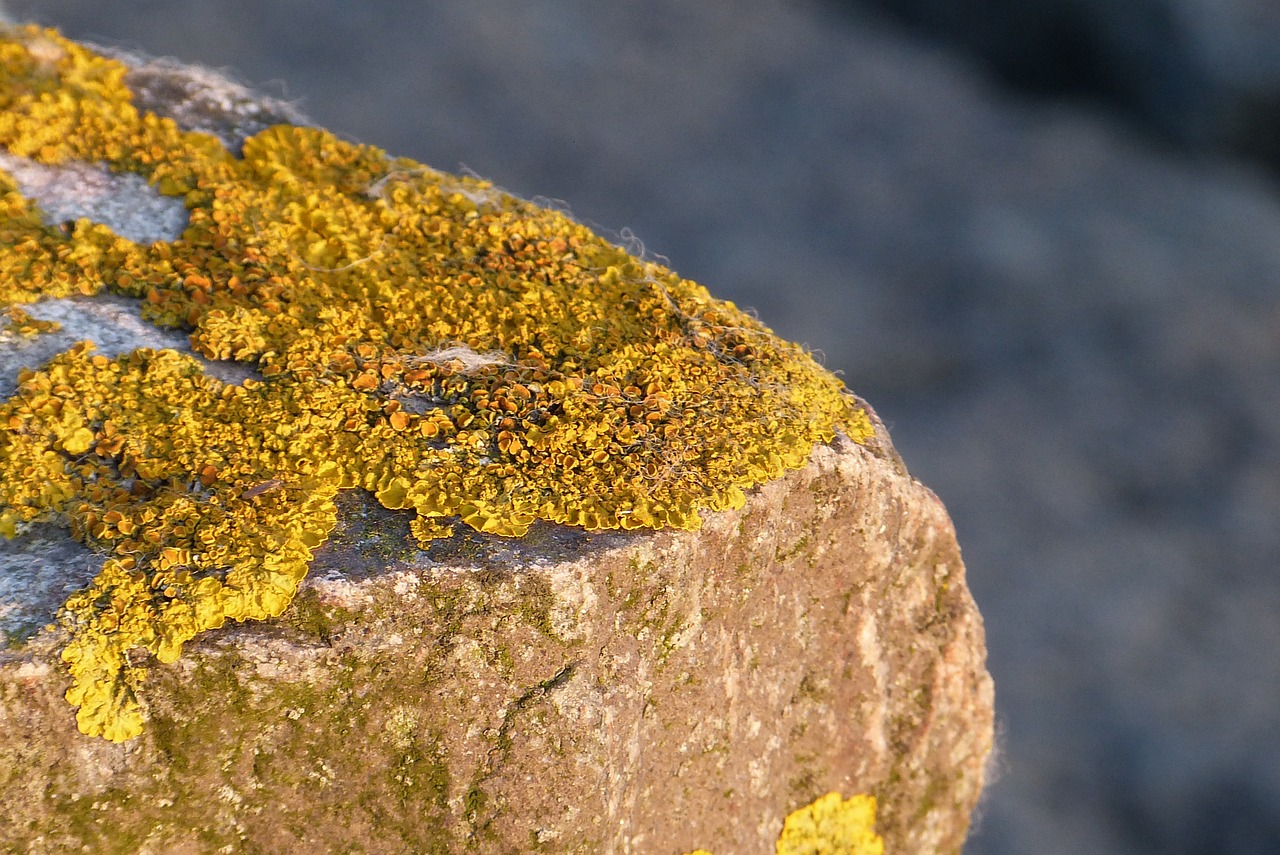 lichen stone north sea free photo