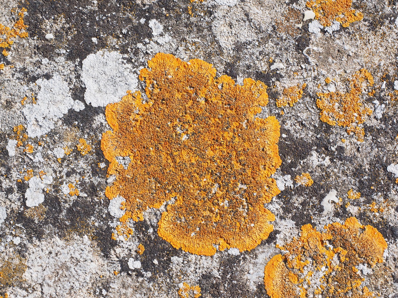 lichen ordinary gelbflechte xanthoria parietina free photo