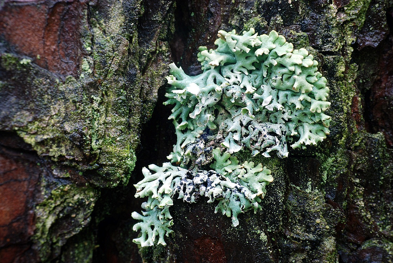 lichen tree forest free photo