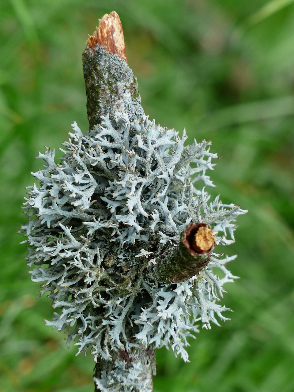 lichen grey branch free photo