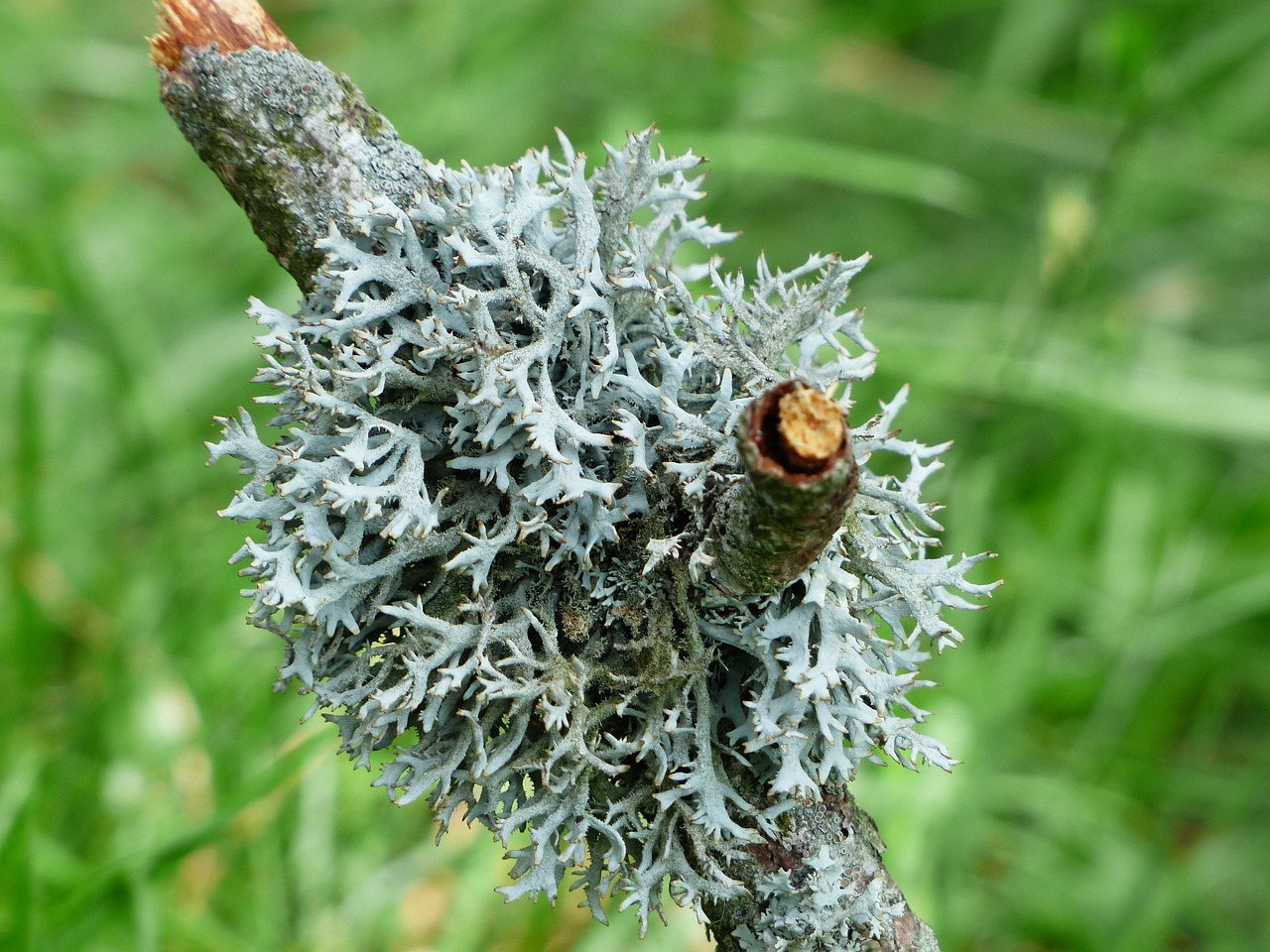 lichen grey branch free photo