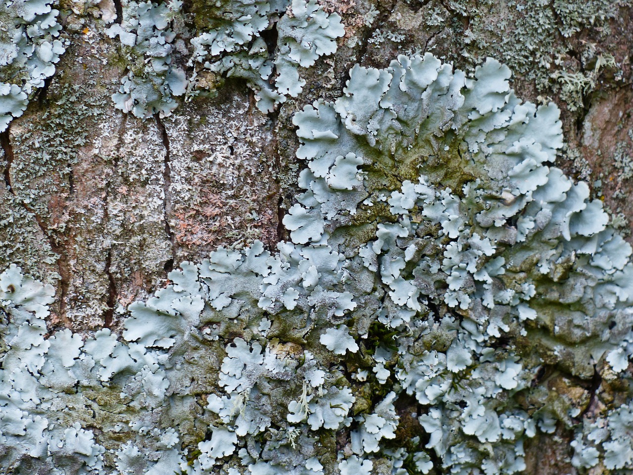 lichen leaf braid blue grey free photo