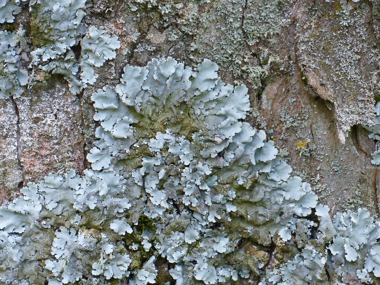 lichen leaf braid blue grey free photo