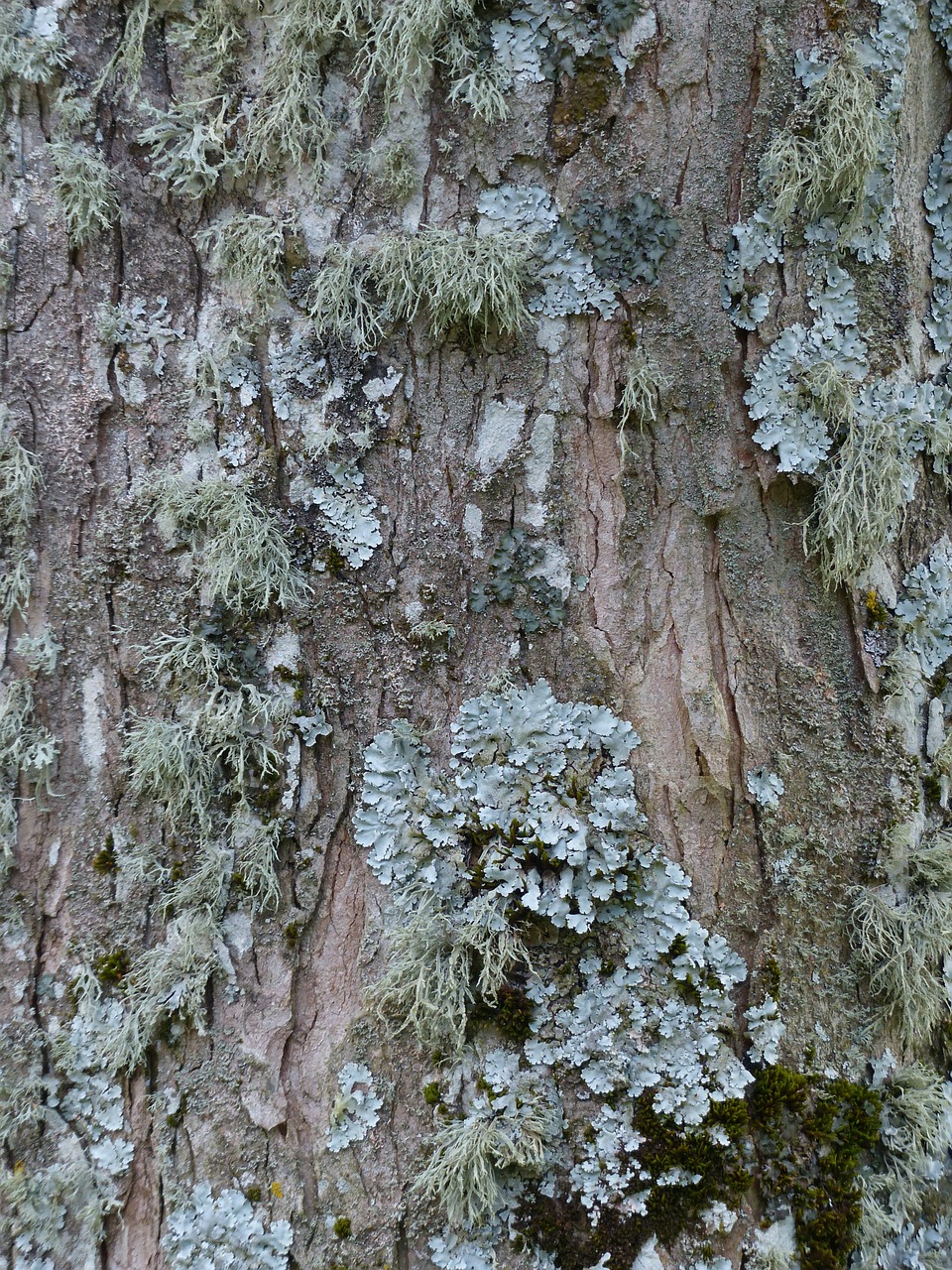 lichen leaf braid blue grey free photo