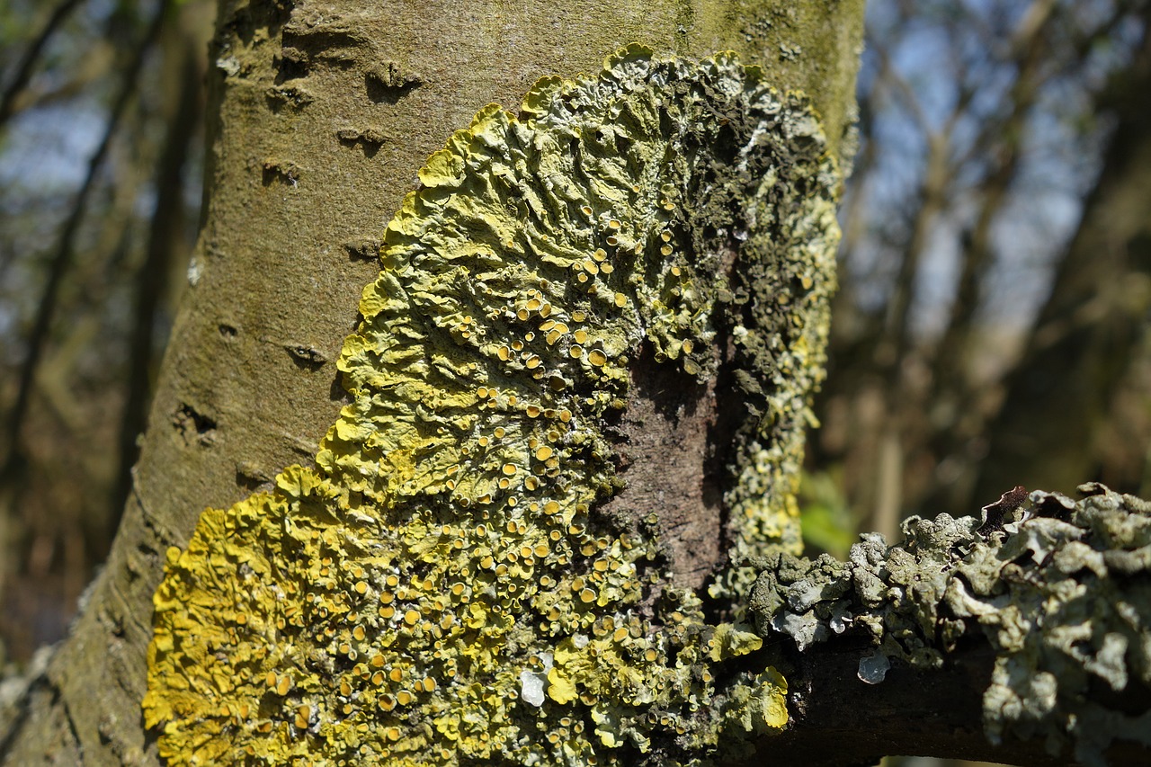 lichen moss tree trunk free photo