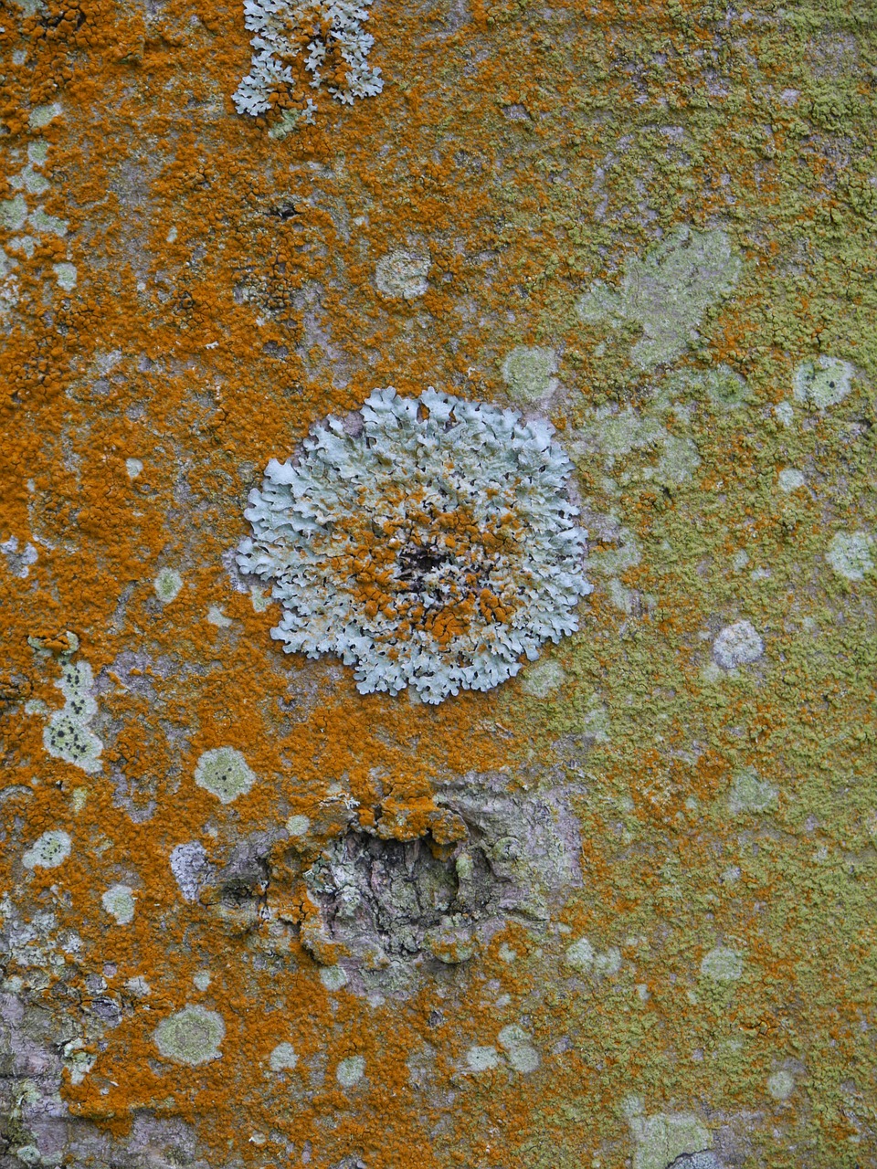lichen bark tree free photo