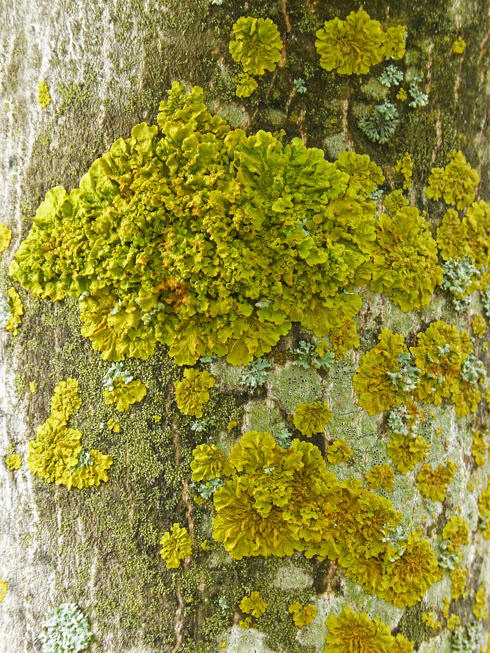 lichen moss trunk free photo