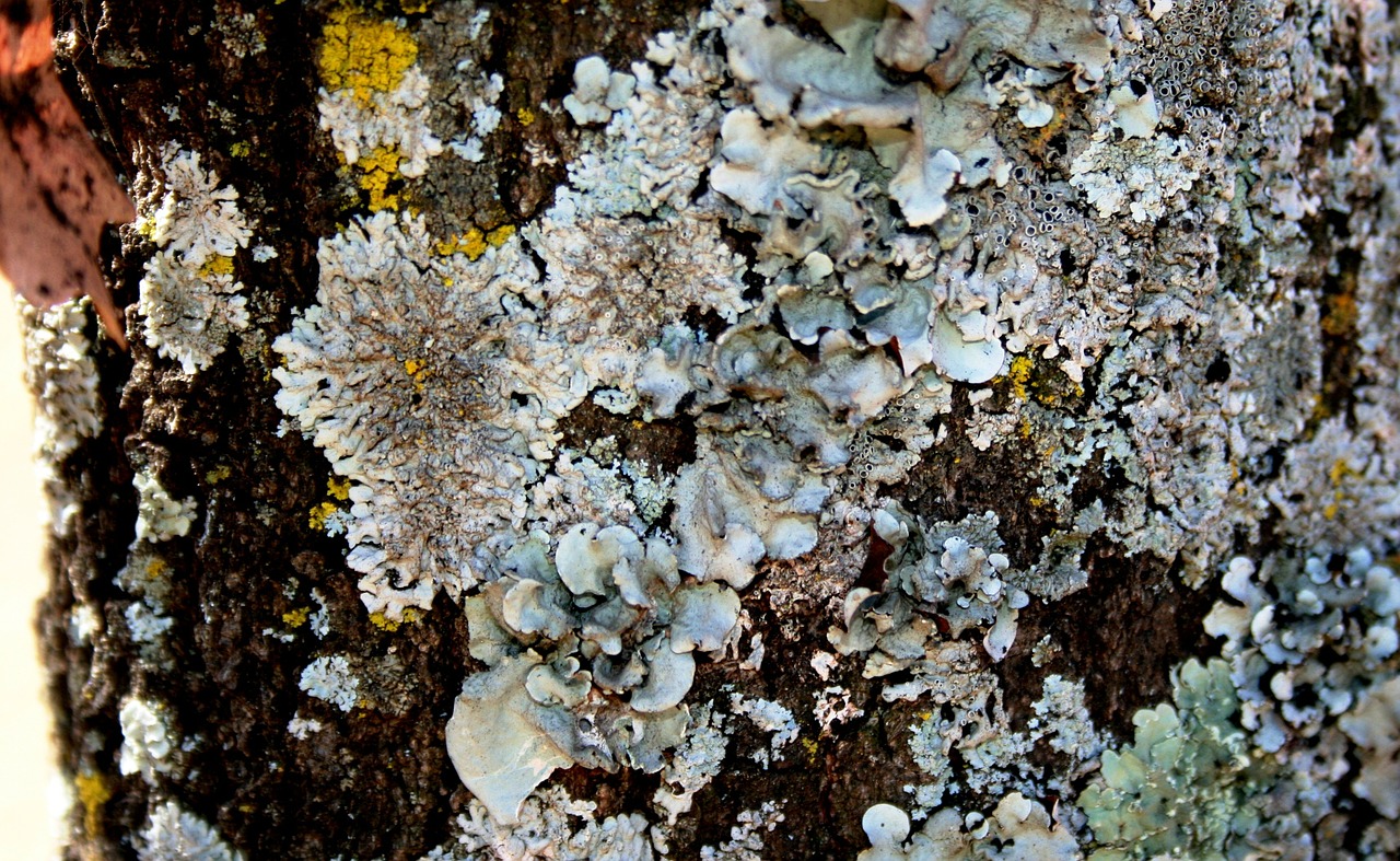 lichen tree trunk shady side free photo