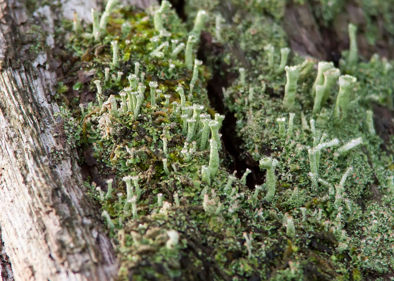 lichen moss forest free photo