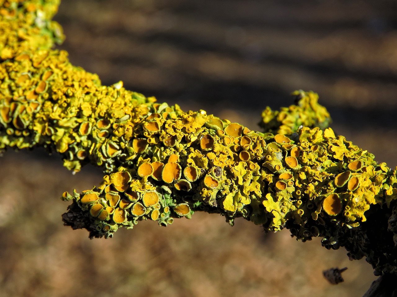 lichen moss branch free photo