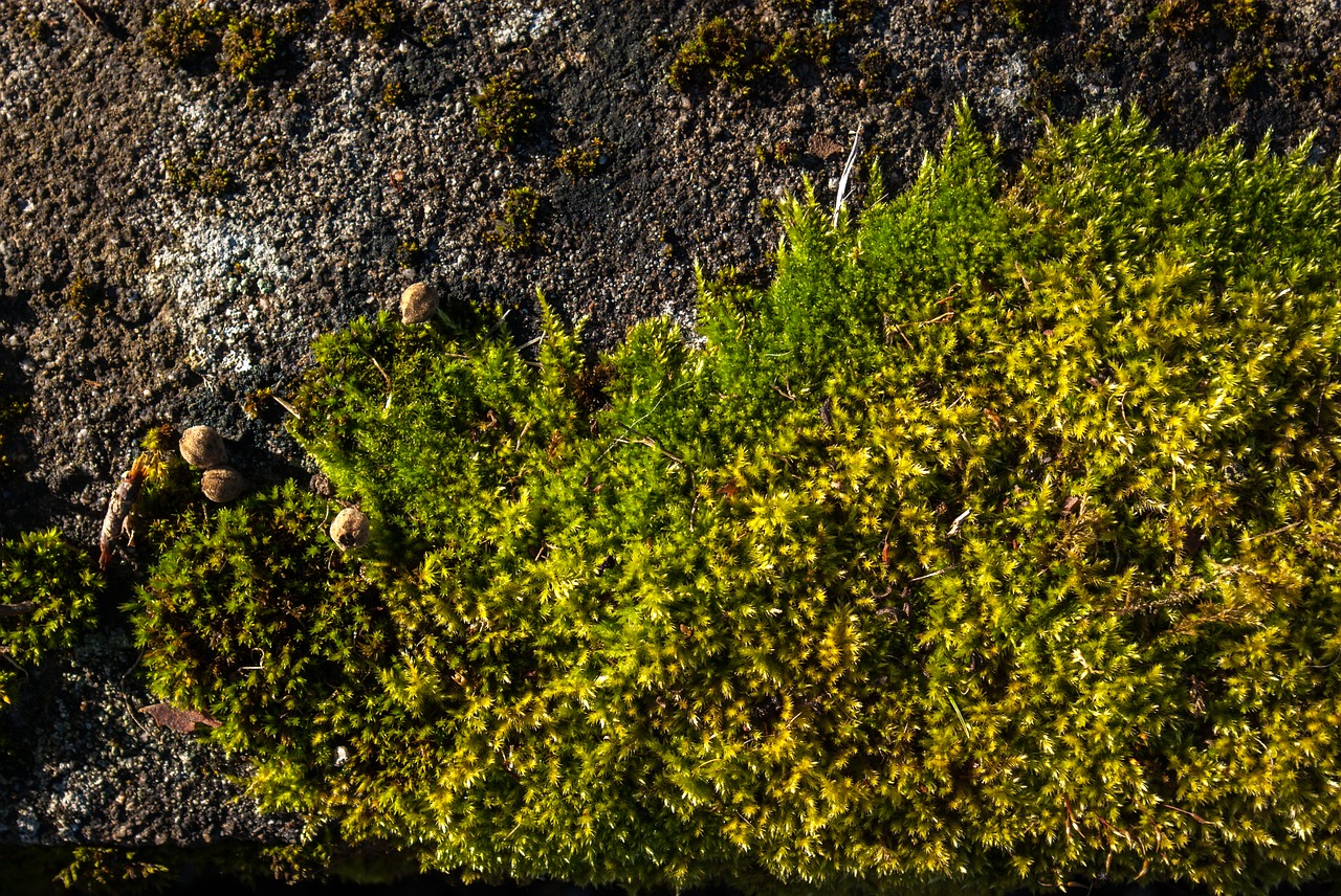 lichen moss stone free photo