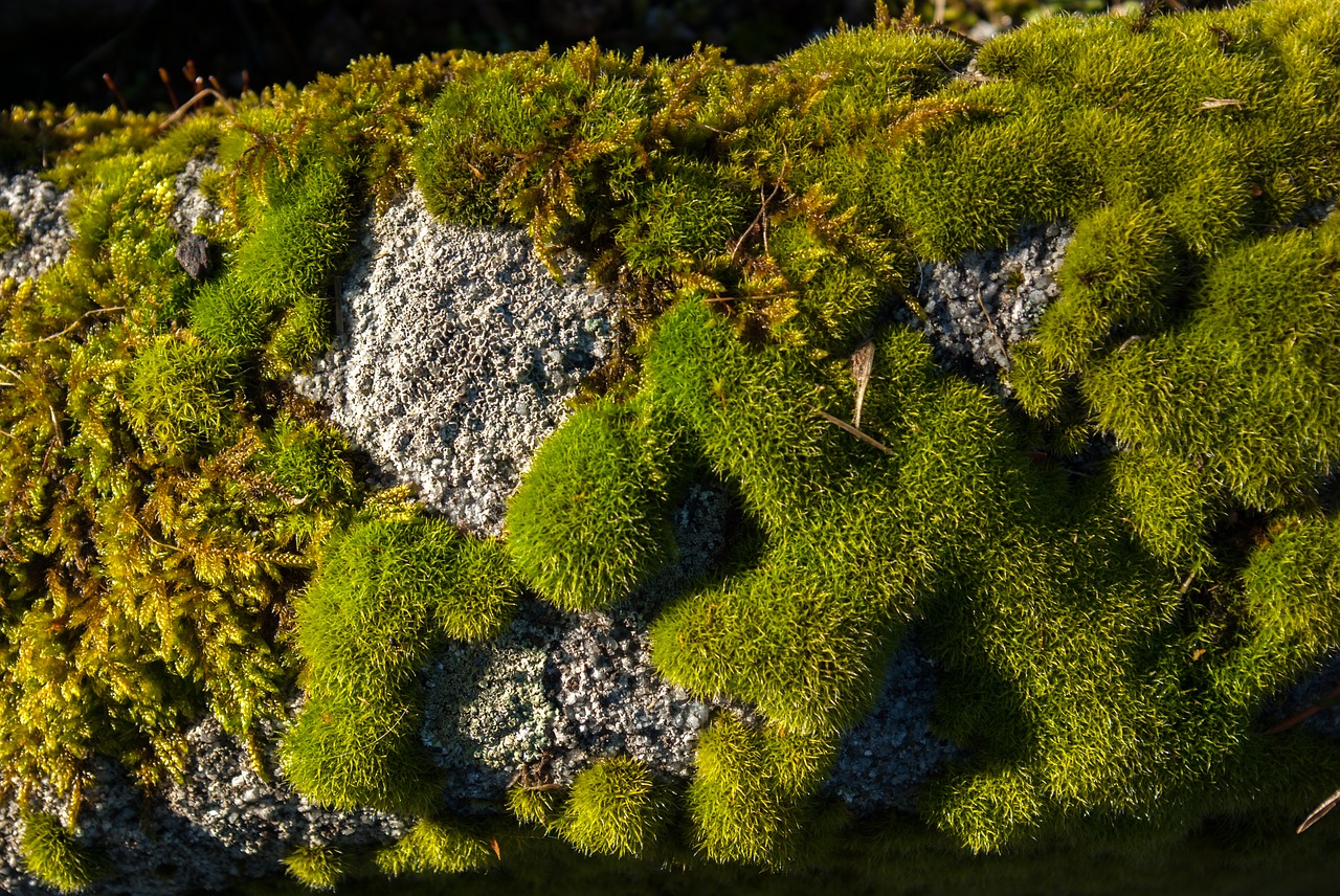 lichen moss stone free photo