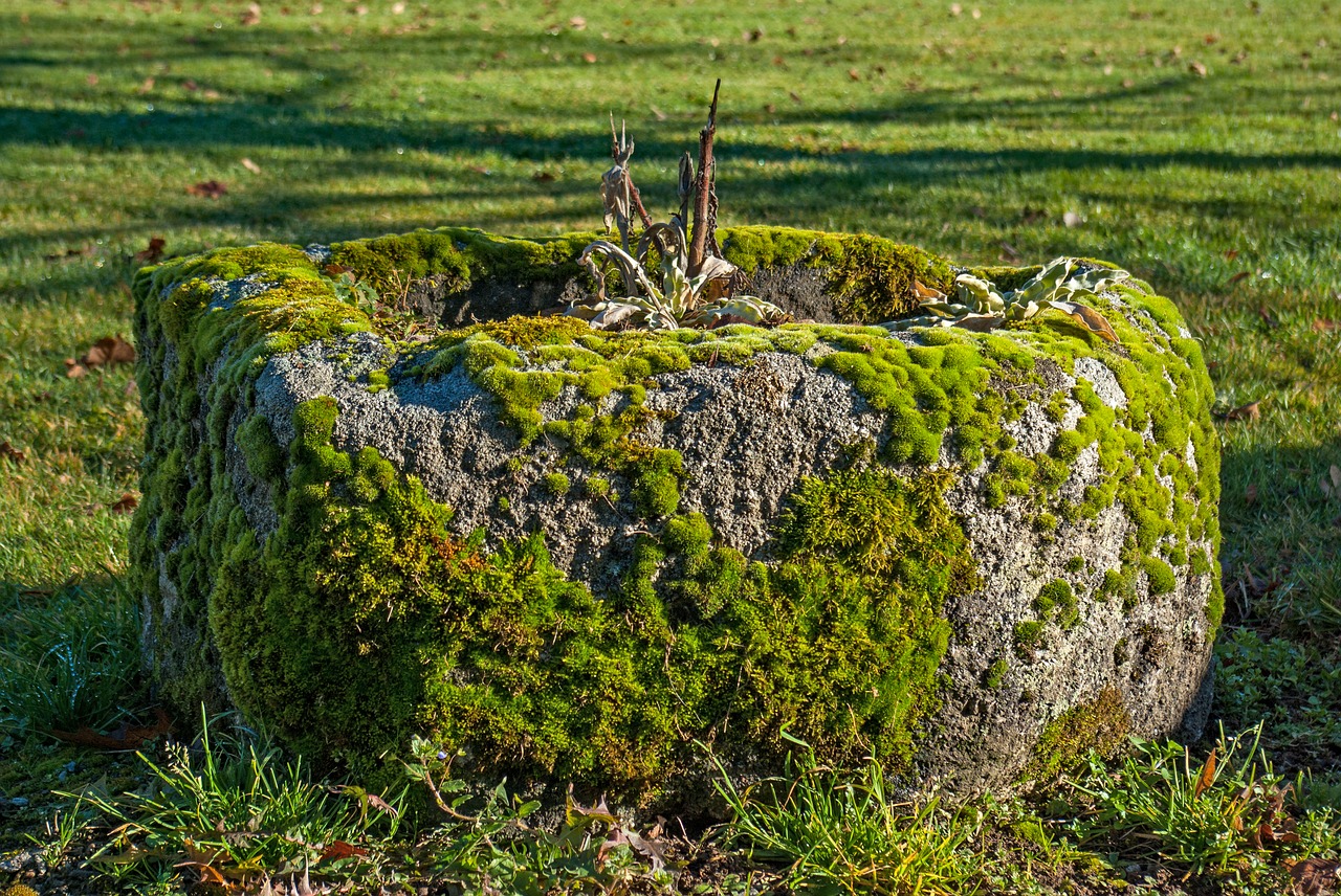 lichen moss stone free photo