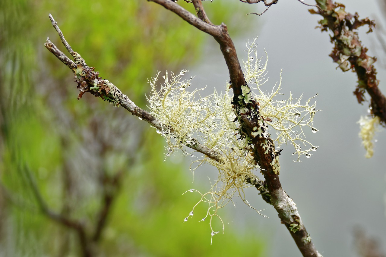 lichen tree drip free photo