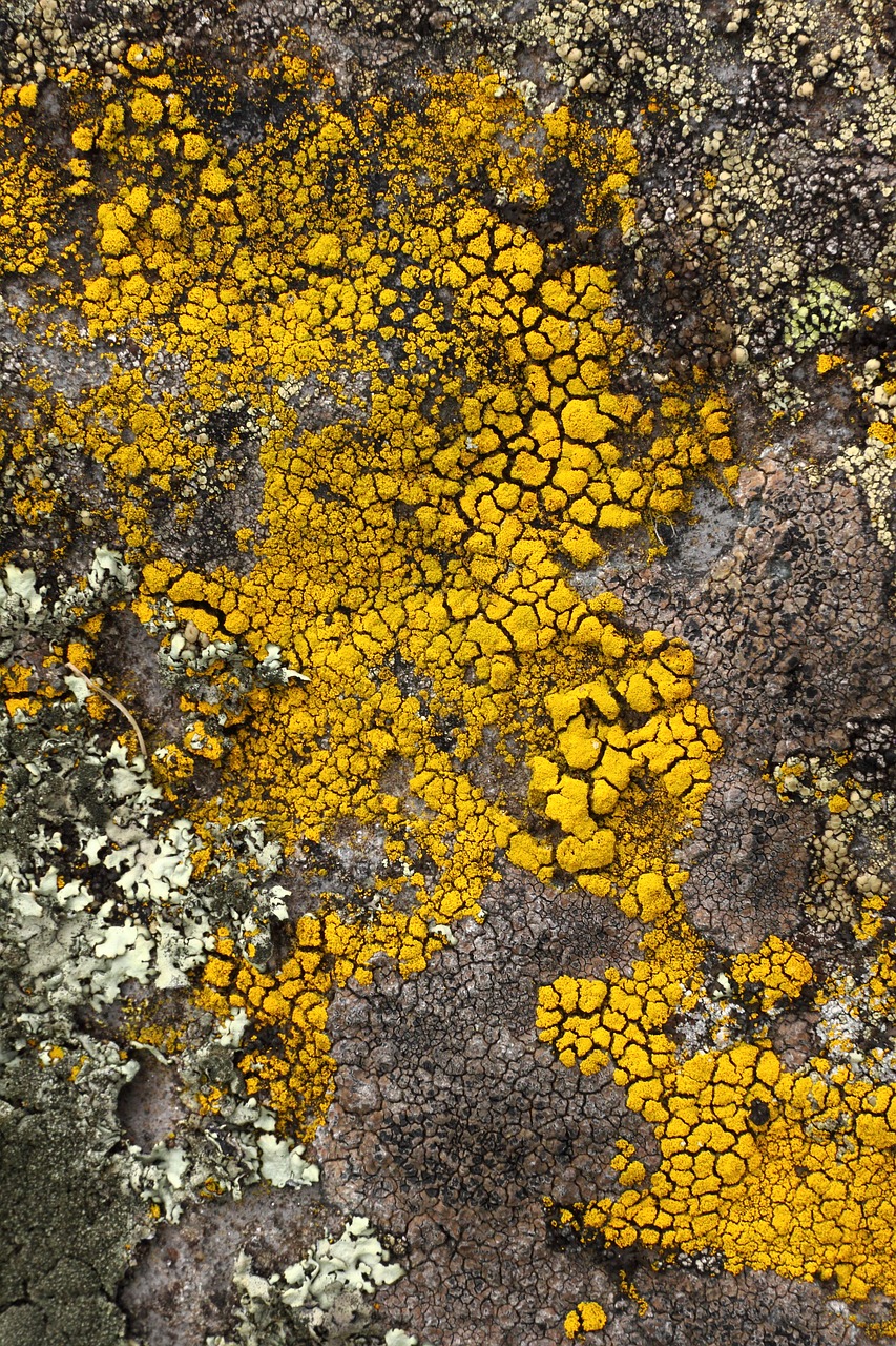lichen stone yellow free photo