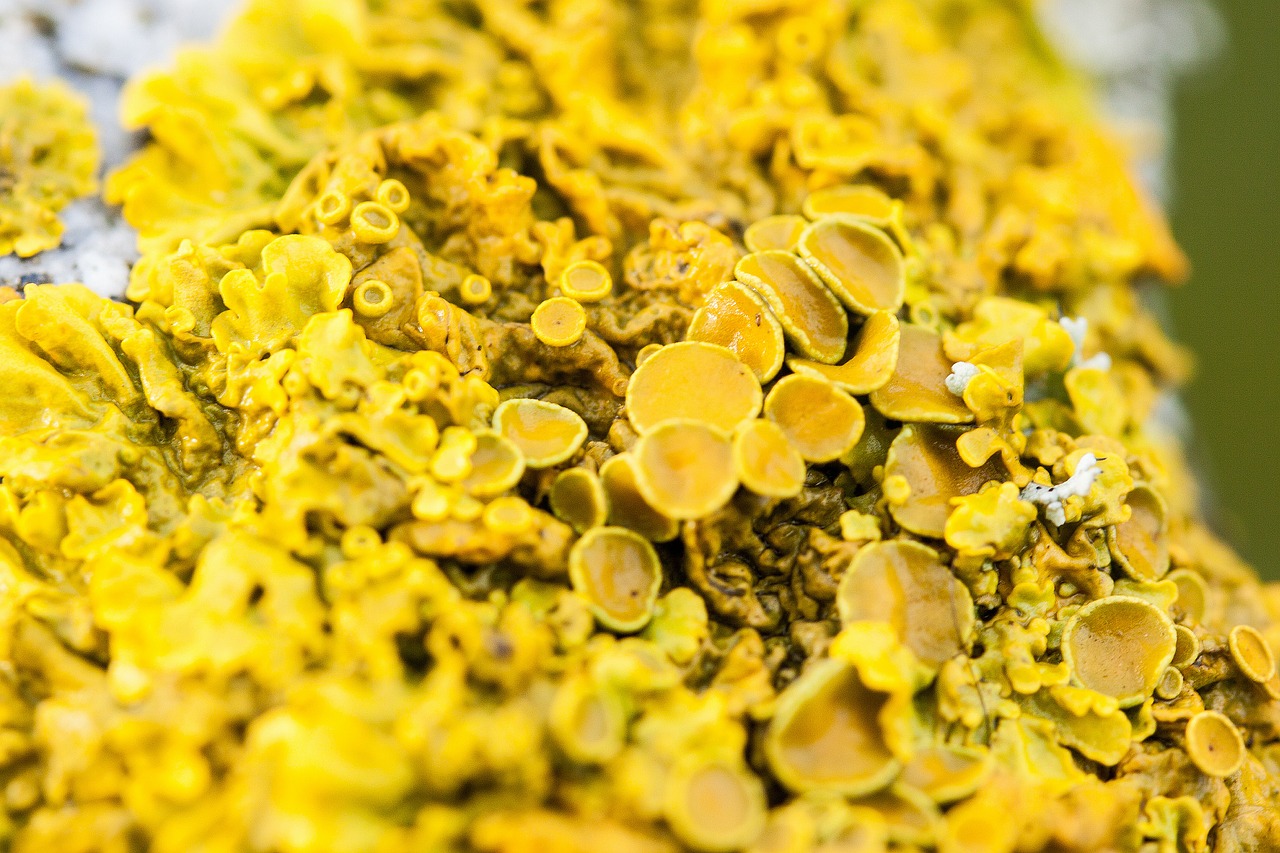 lichen yellow sulfur yellow free photo
