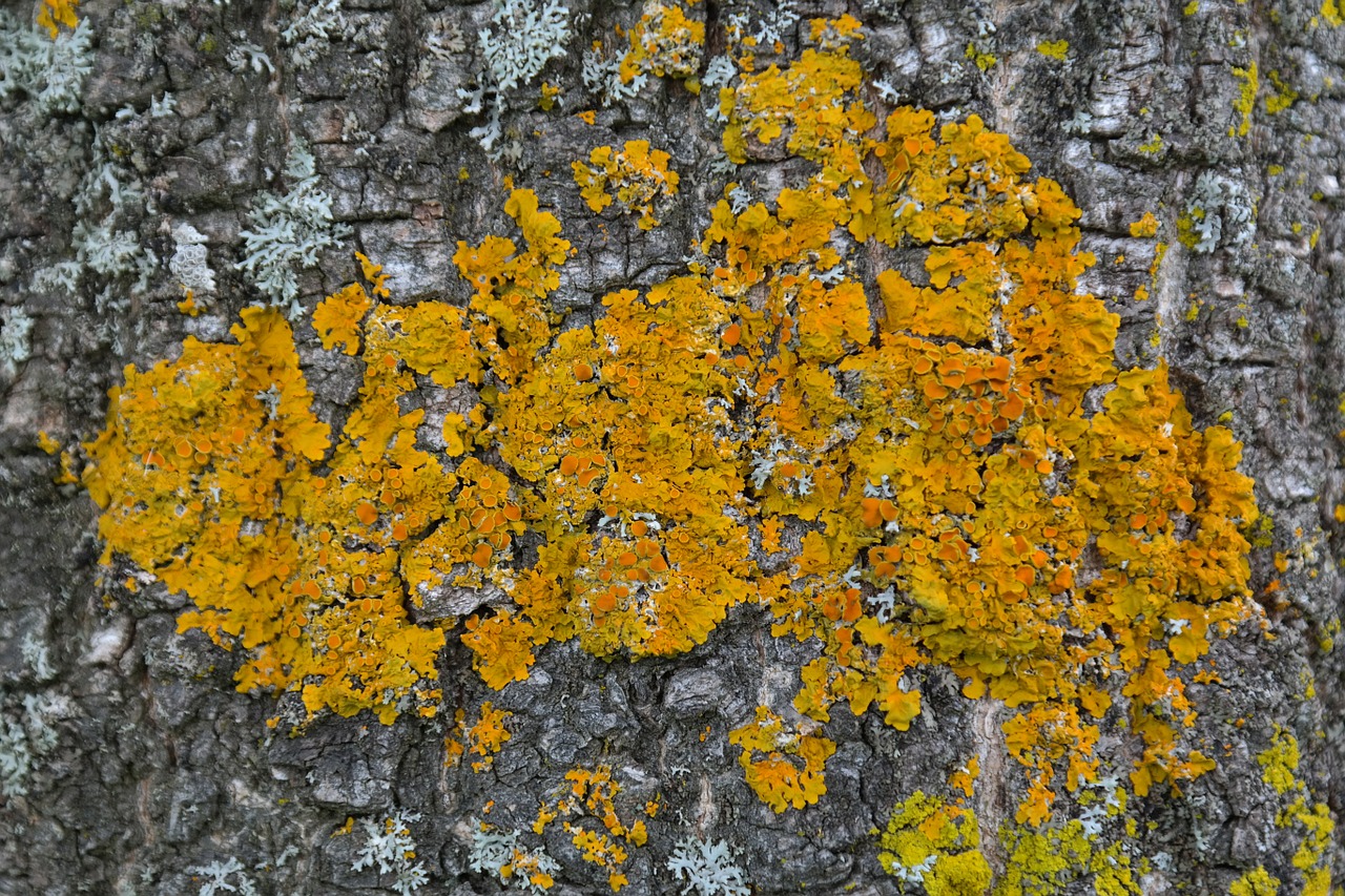 lichen ordinary gelbflechte xanthoria parietina free photo