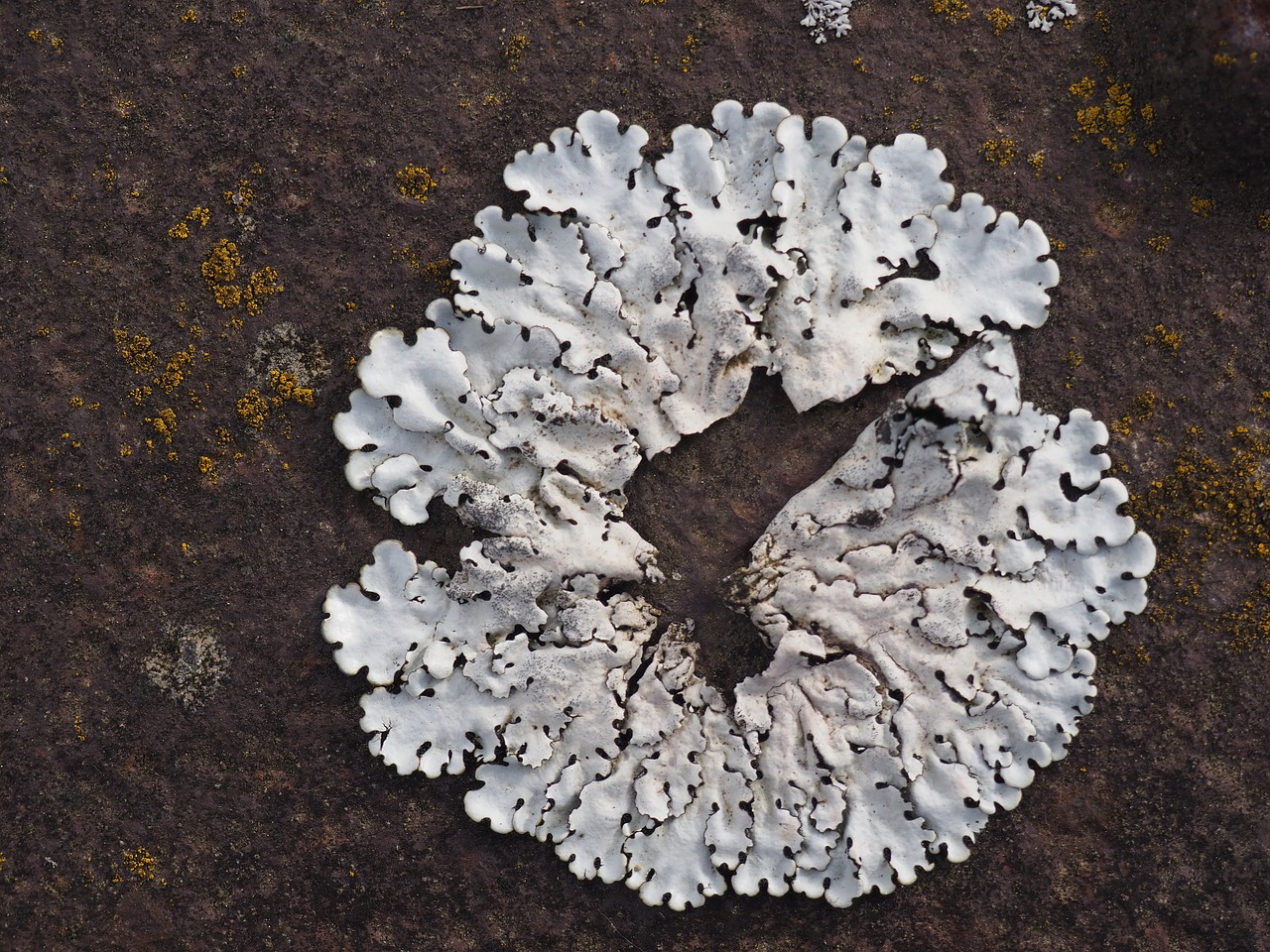 lichen white rust free photo