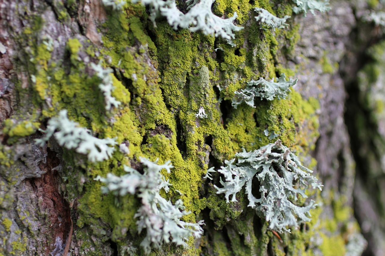 lichen trunk wood free photo