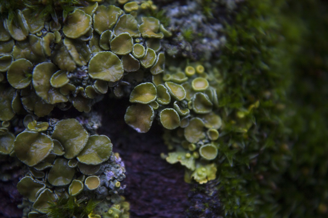 lichen macro green free photo