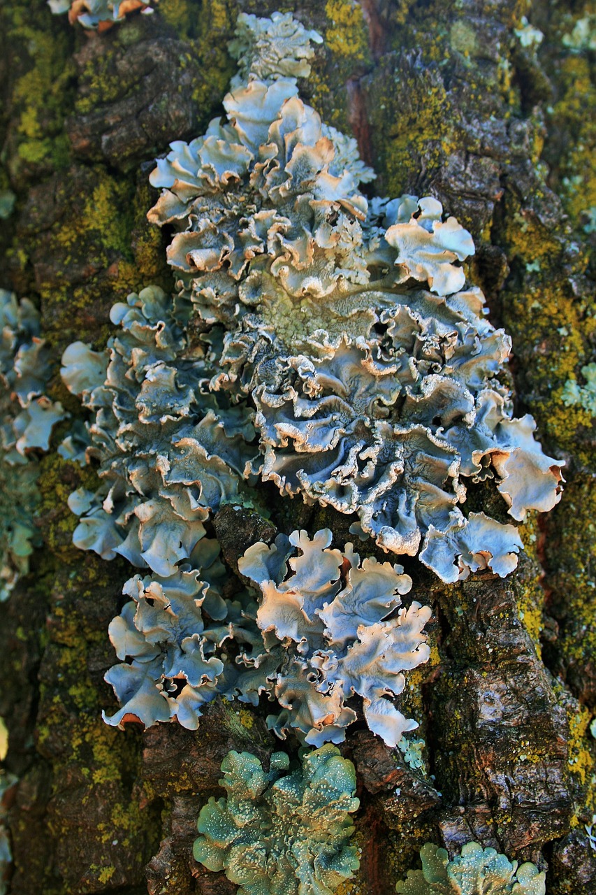 lichen trunk mossy free photo