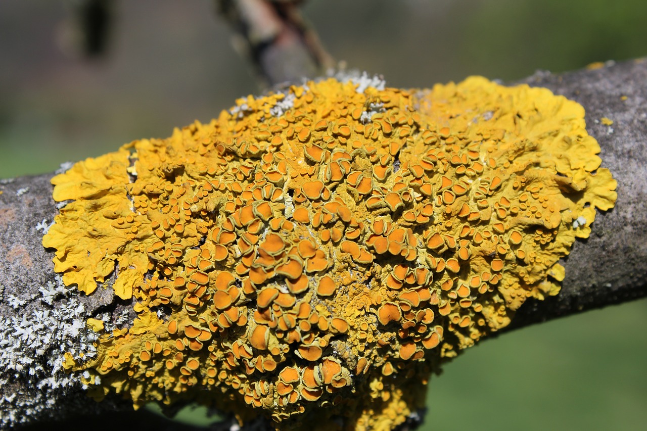 lichen background macro free photo