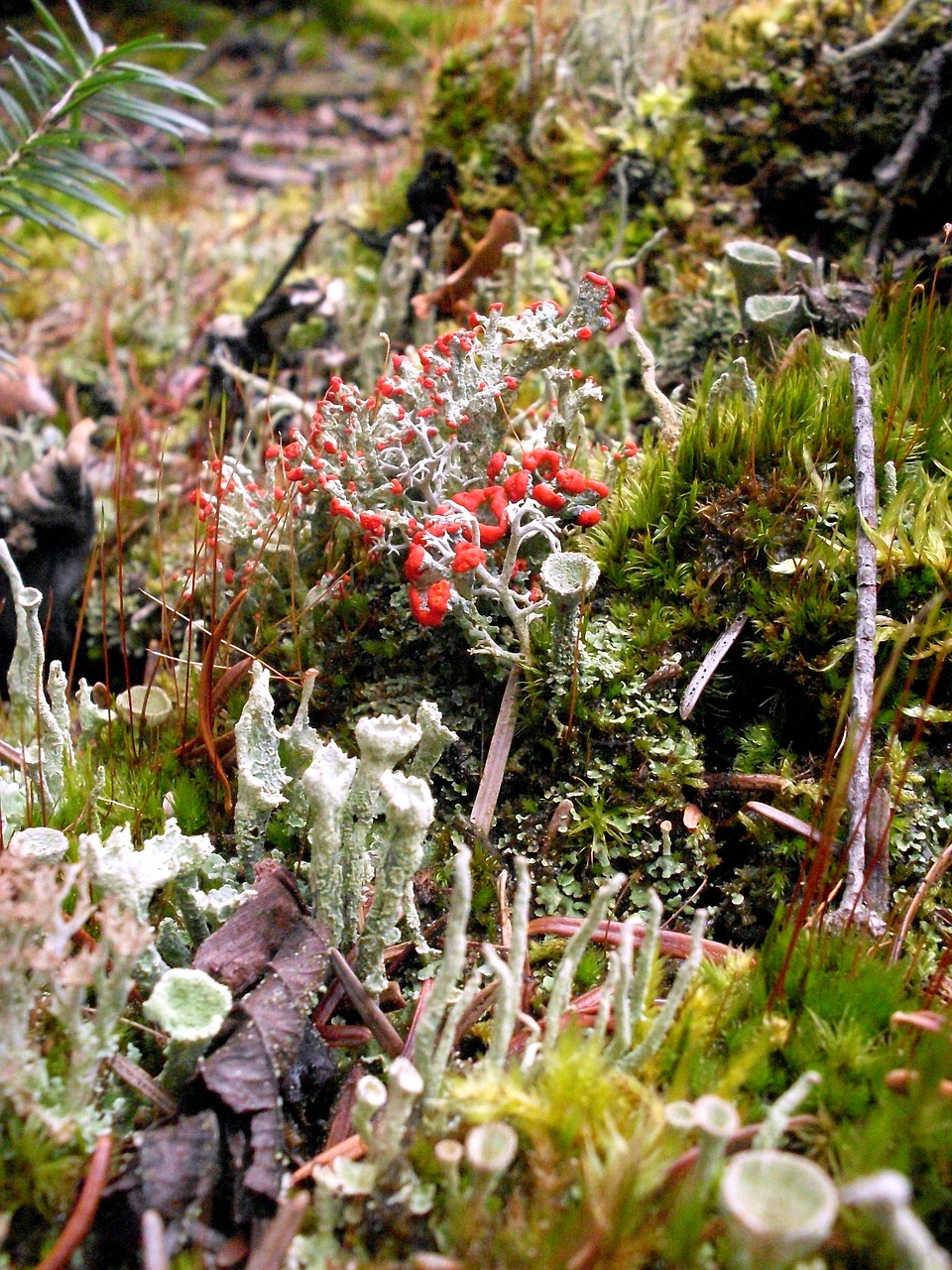 lichen moss nature free photo