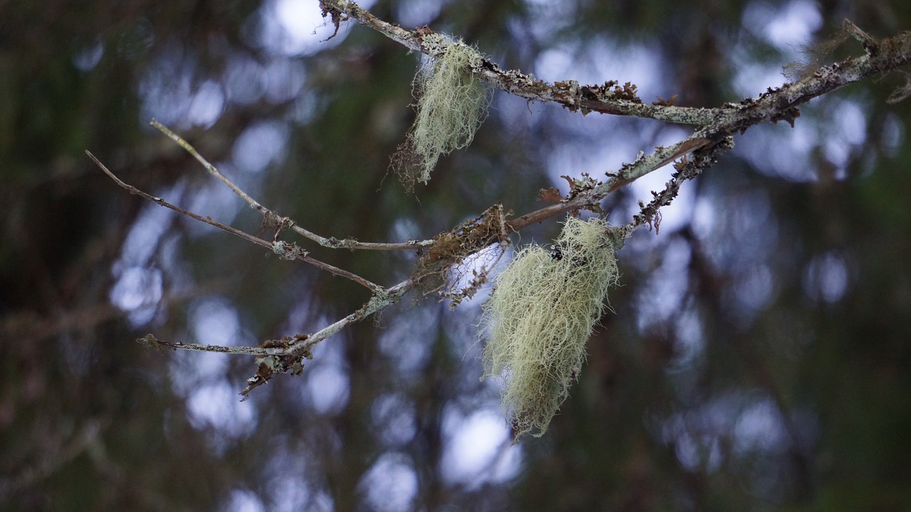 lichen usnea medicinal plant free photo