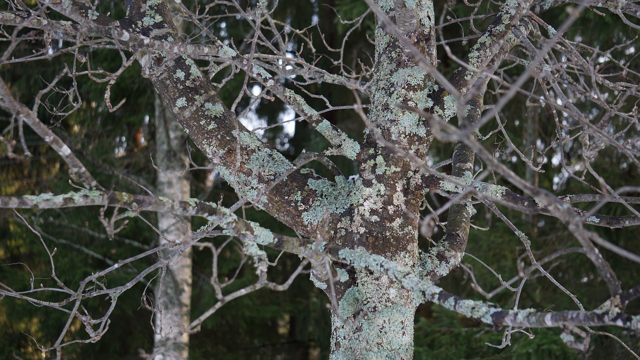 lichen eichenes journal of wood-frame free photo