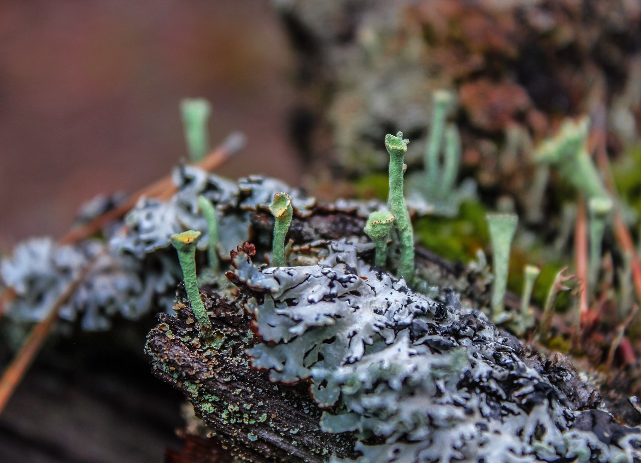 lichen forest nature free photo