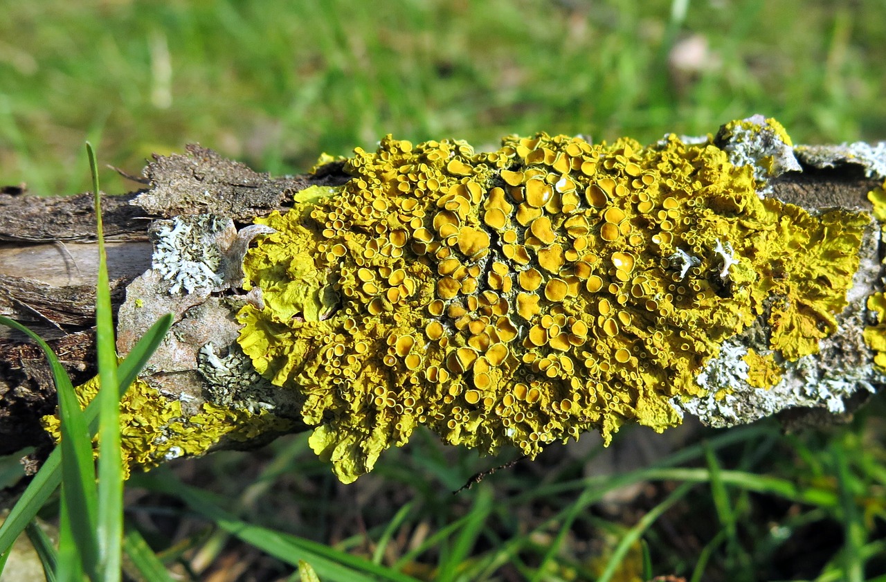 lichen leaf braid dead wood free photo