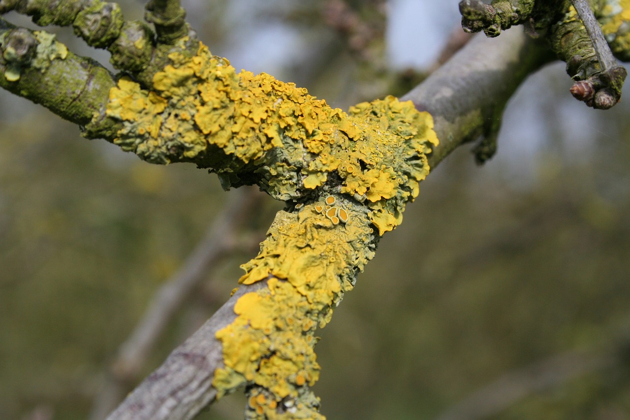 lichen nature tree free photo