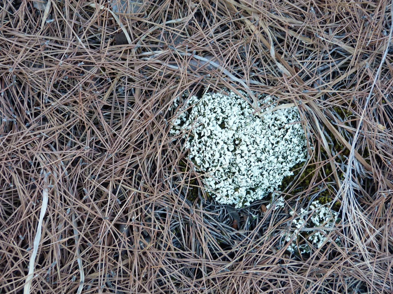 lichen nature ecology free photo