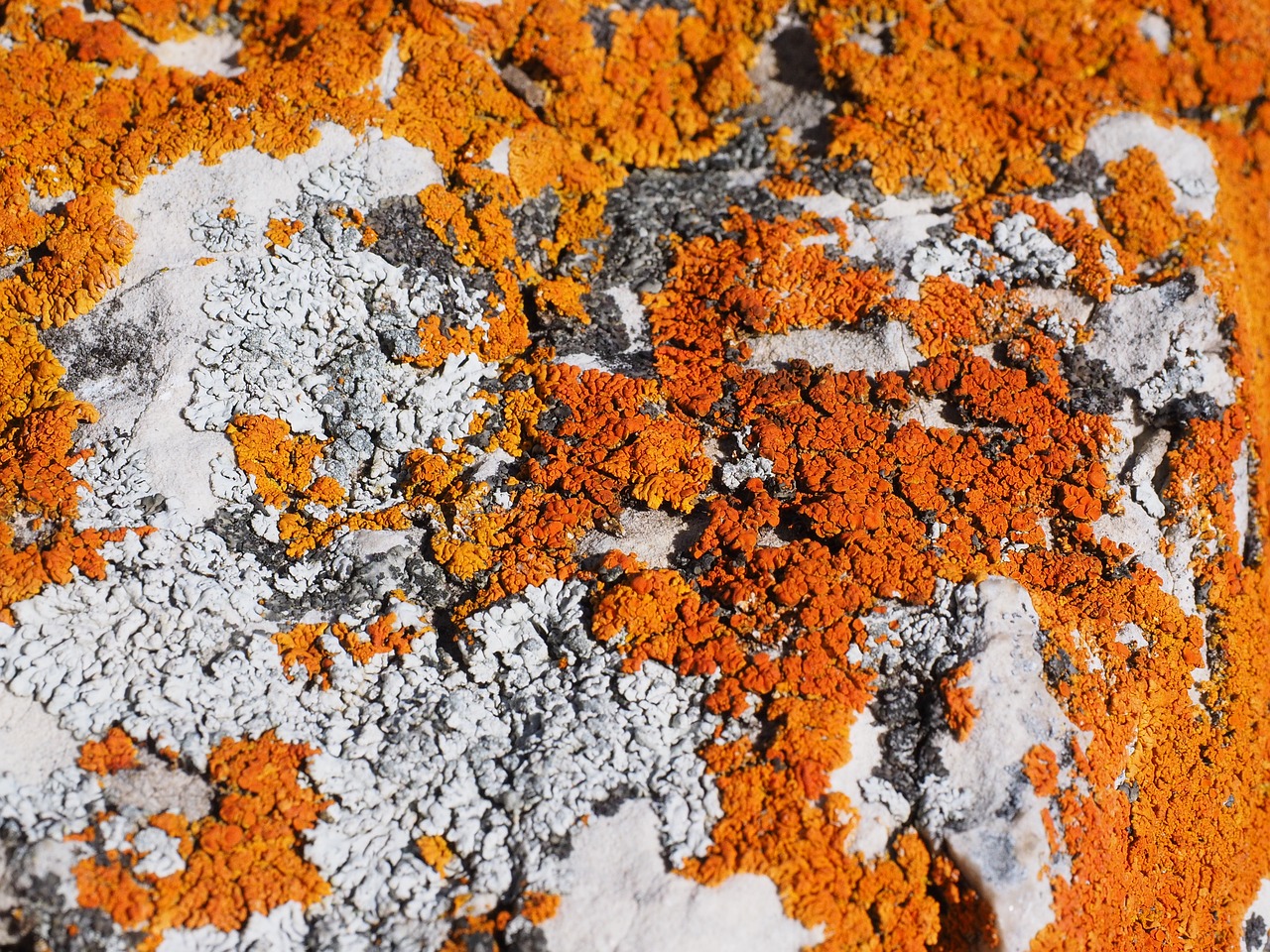 lichen orange fouling free photo