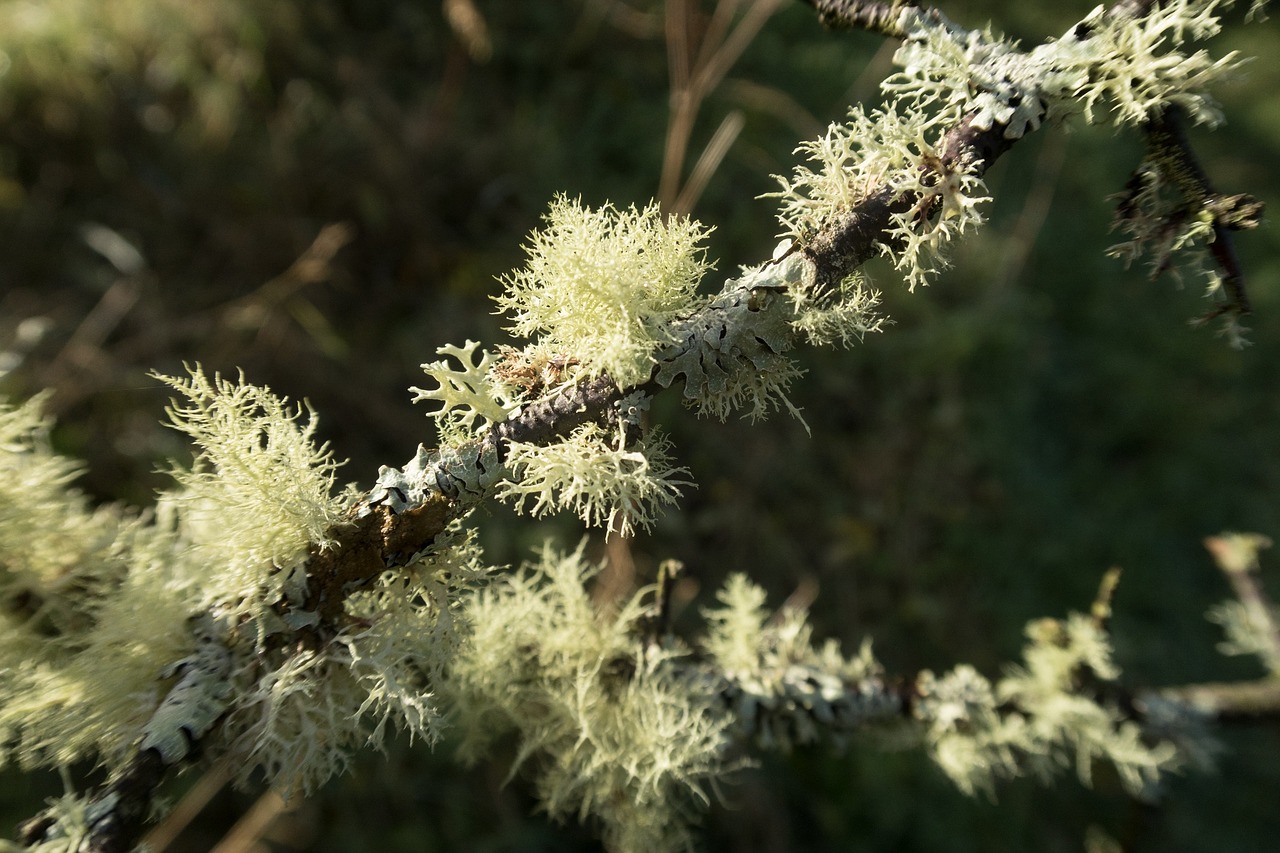 lichen nature wood free photo