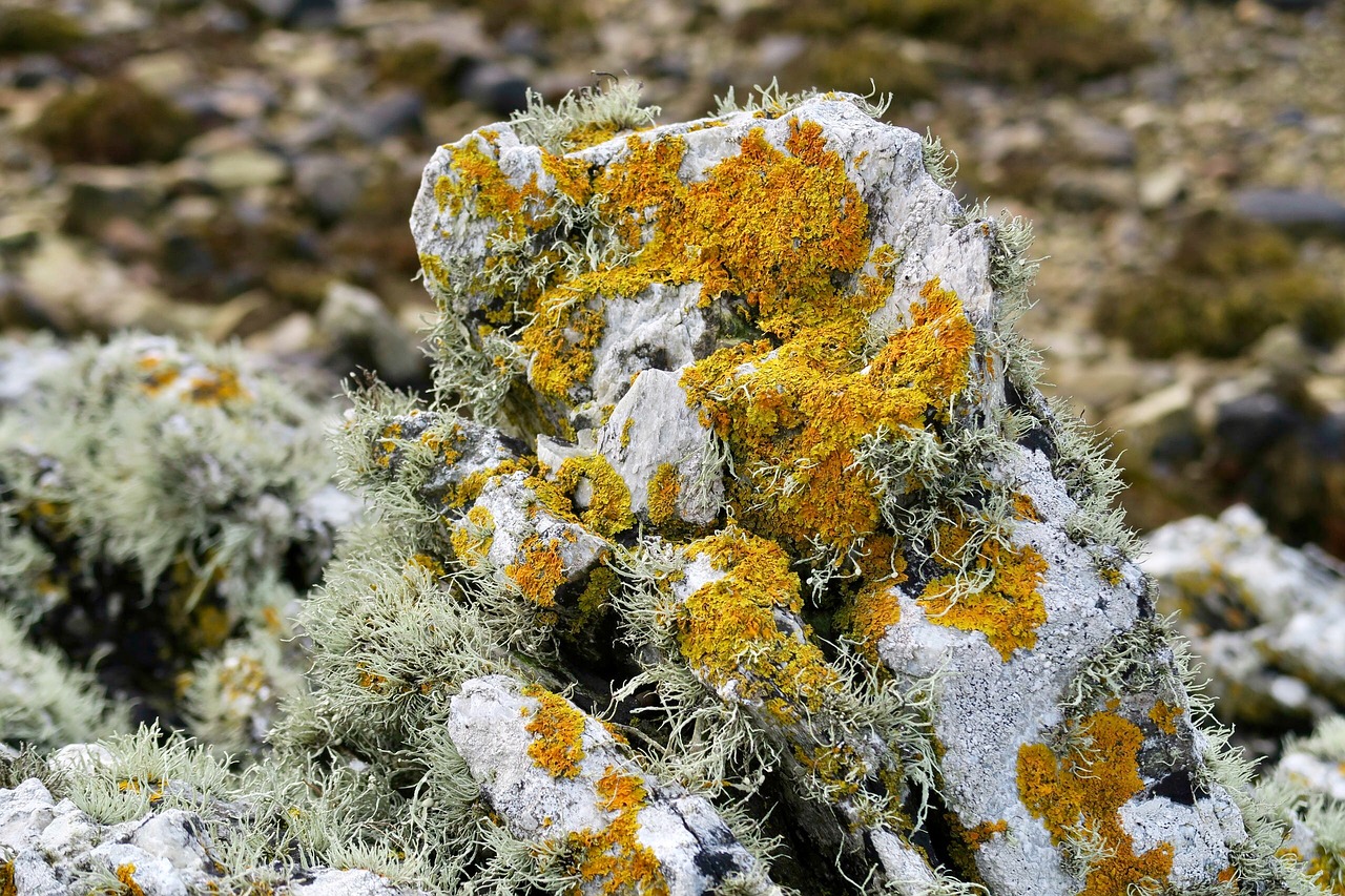 lichen pierre nature free photo