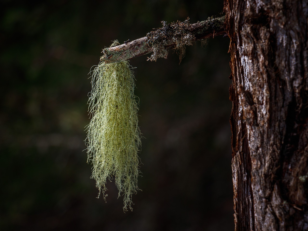 lichen forest nature free photo