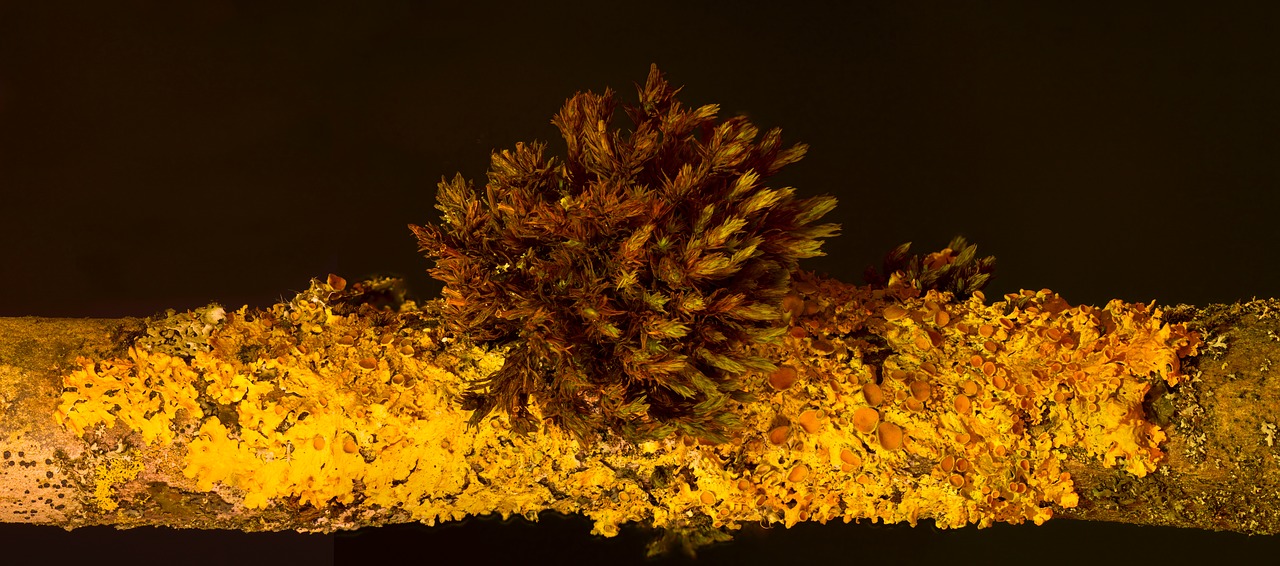 lichen yellow lichen xanthoria-parietina free photo