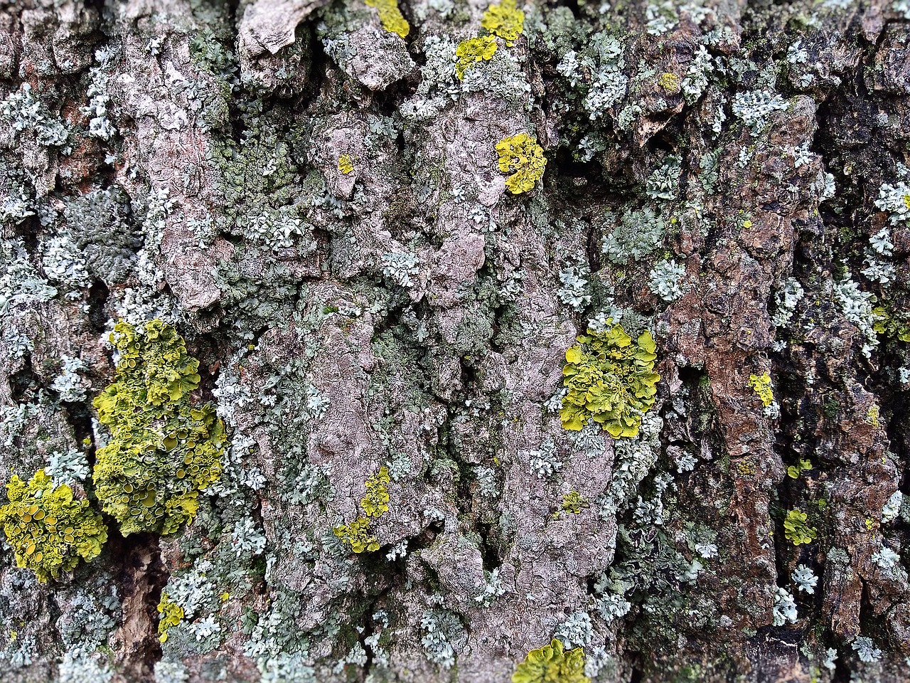 lichen tree nature free photo