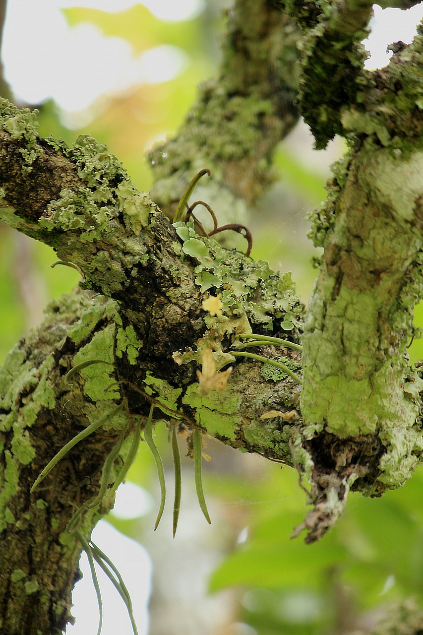 lichen branch nature free photo