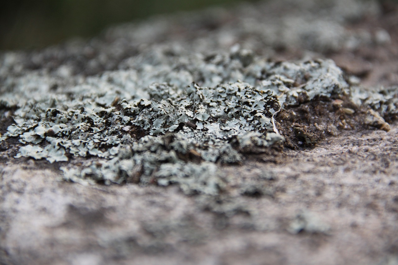 lichen  close up  nature free photo